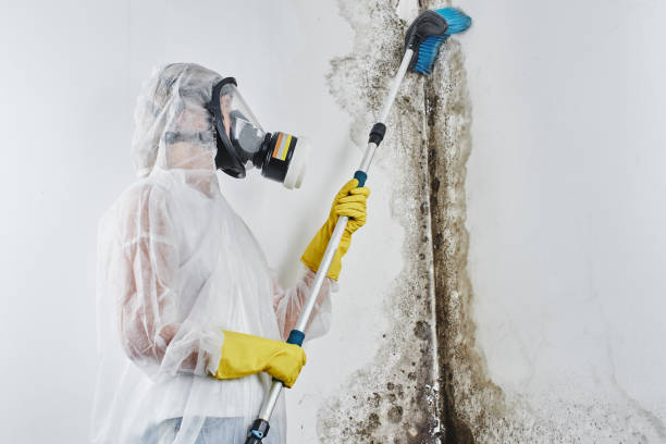 Best Home Mold Removal  in Kenosha, WI