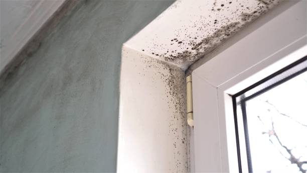 Mold Removal and Inspection in Kenosha, WI