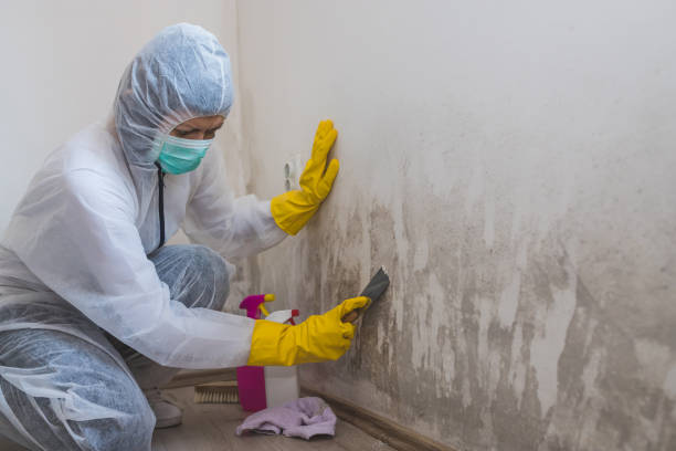 Best Crawl Space Mold Removal  in Kenosha, WI
