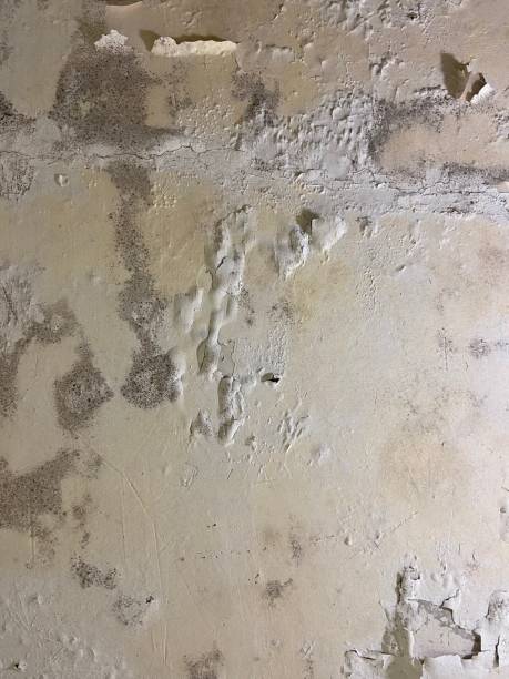Home Mold Removal in Kenosha, WI