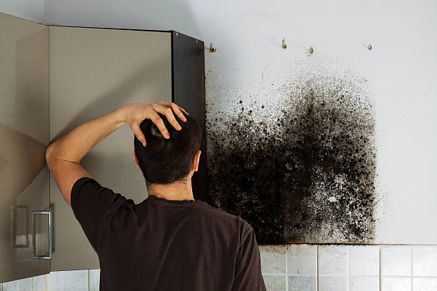 Best Office Mold Removal Services  in Kenosha, WI