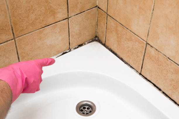 Best Same-Day Mold Removal  in Kenosha, WI